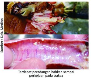 Strategi Menjaga kesehatan Pernapasan Ayam 10 terdapat peradangan bahkan sampai perkejuan pada trakea 300x256 1