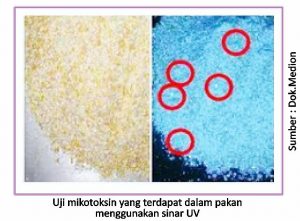 Optimalisasi Manajemen Pemeliharaan di Era Non AGP 7 uji mikotoksin yang terdapat dalam pakan menggunakan sinar UV 300x221 1