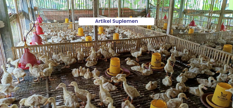 Waspada ND dan AI Mengintai Peternakan Itik 4 Artikel Suplemen 2