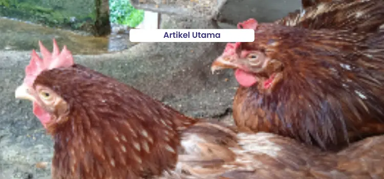 Waspada Peningkatan Kasus Avian Influenza 2 Artikel Utama 1