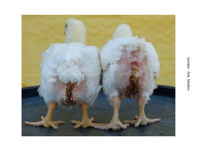 Mengenal Dysbacteriosis Pada Unggas 10 AU10