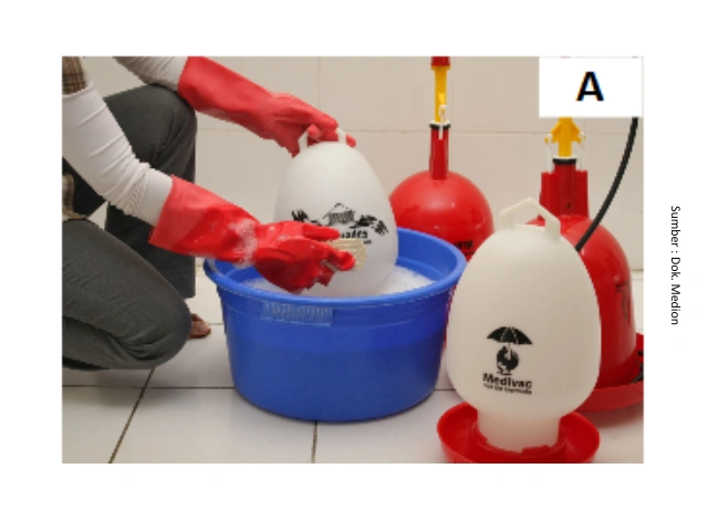 Mengenal Dysbacteriosis Pada Unggas 15 AU12