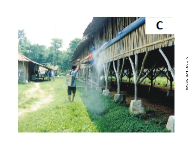 Mengenal Dysbacteriosis Pada Unggas 17 AU14
