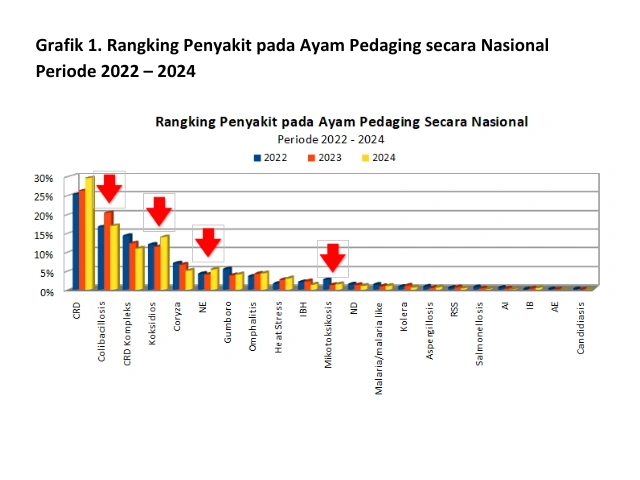 Mengenal Dysbacteriosis Pada Unggas 12 AU19