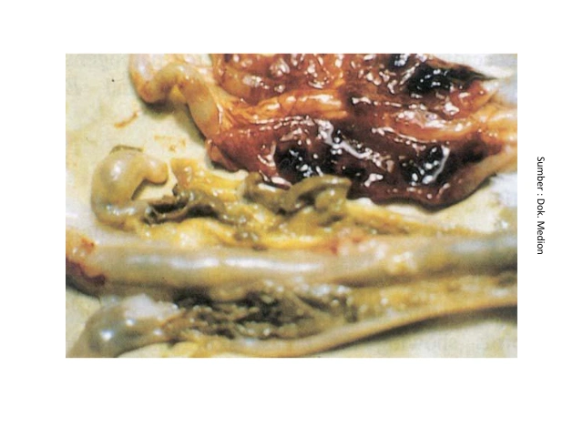 Mengenal Dysbacteriosis Pada Unggas 3 AU3