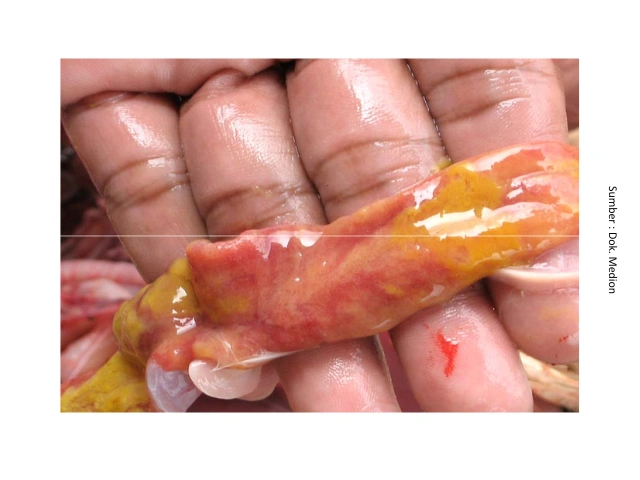 Mengenal Dysbacteriosis Pada Unggas 5 AU5