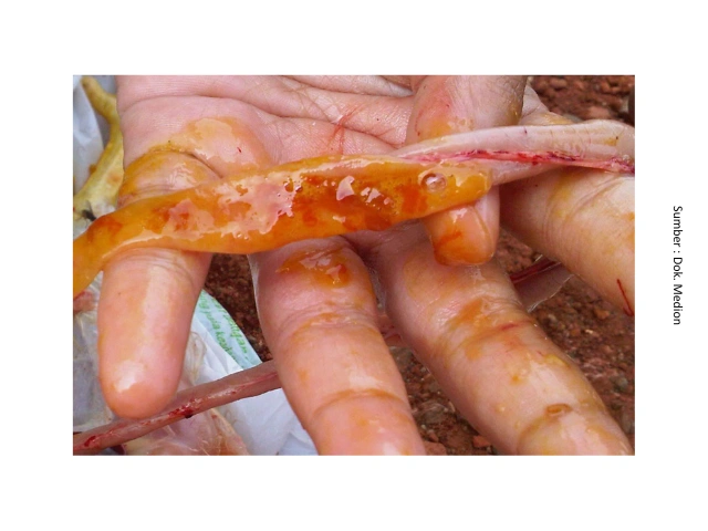 Mengenal Dysbacteriosis Pada Unggas 6 AU6