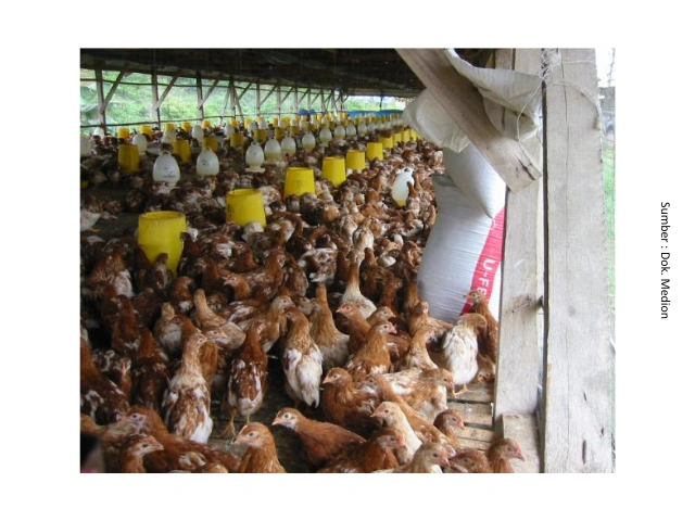 Mengenal Dysbacteriosis Pada Unggas 7 AU7