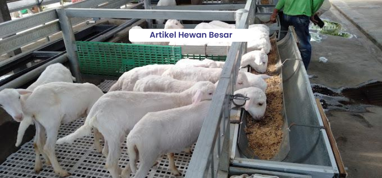 Menjaga Domba Kambing Tetap Sehat 3 Artikel Hewan Besar