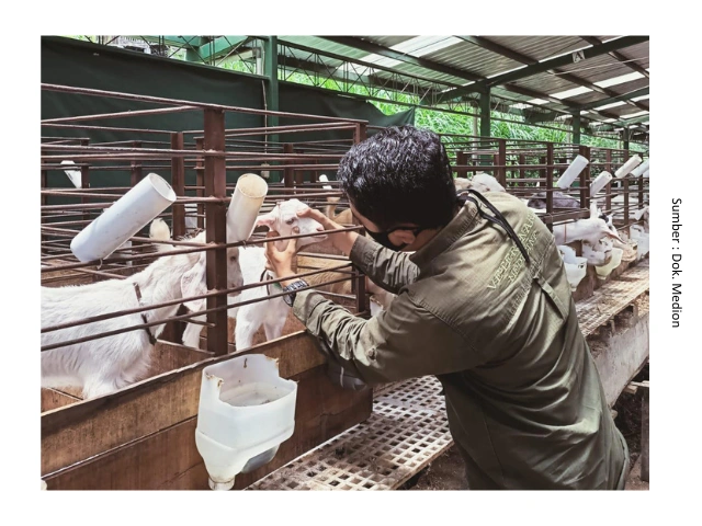 Menjaga Domba Kambing Tetap Sehat 1 HB1
