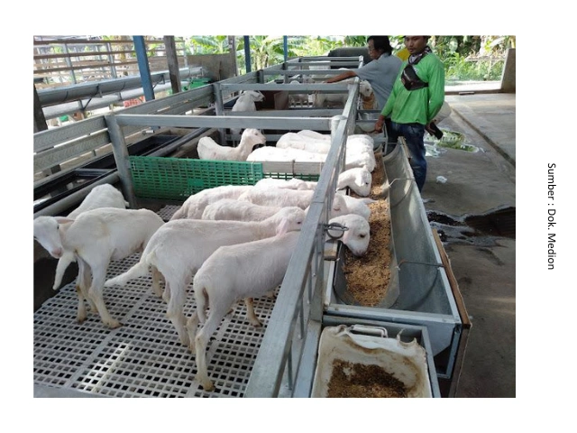 Menjaga Domba Kambing Tetap Sehat 2 HB2