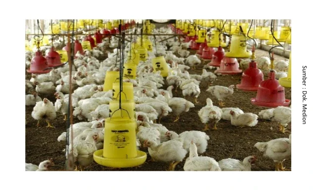Penanganan Heat Stress pada Ayam 1 KT1 e1748574344974