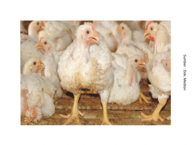 Penanganan Heat Stress pada Ayam 2 KT2