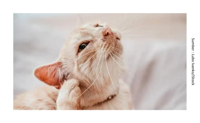 Kucing Garuk-Garuk Telinga, Ini Penyebab & Penanganannya! 1 PET 1 e1748587380275