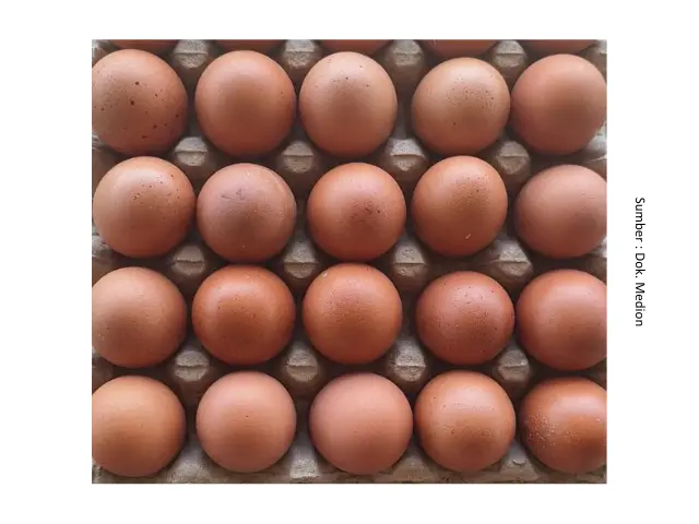Suplementasi untuk Permasalahan Produksi Telur 10 SUP10