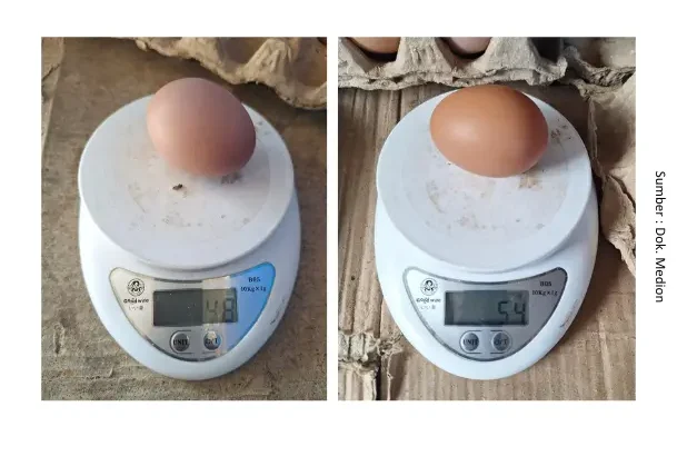 Suplementasi untuk Permasalahan Produksi Telur 3 SUP3 e1746149580729