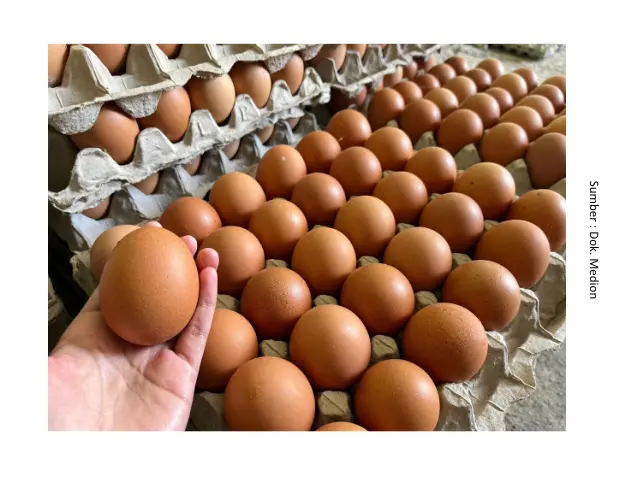 Suplementasi untuk Permasalahan Produksi Telur 4 SUP4