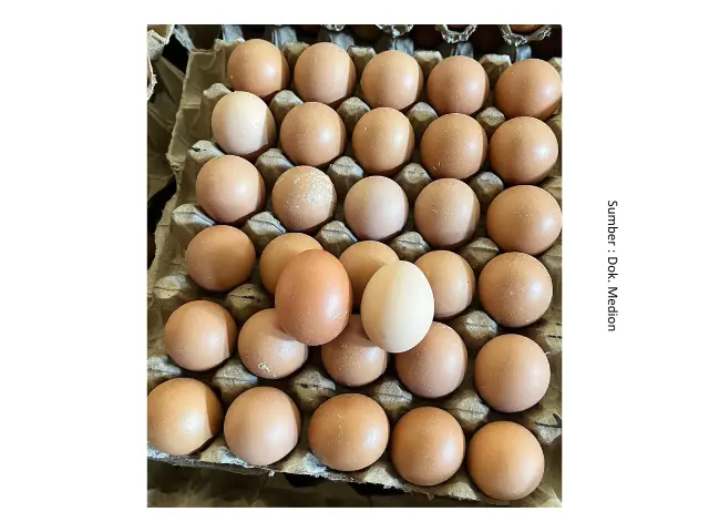 Suplementasi untuk Permasalahan Produksi Telur 5 SUP5