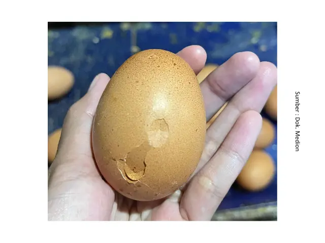 Suplementasi untuk Permasalahan Produksi Telur 6 SUP6
