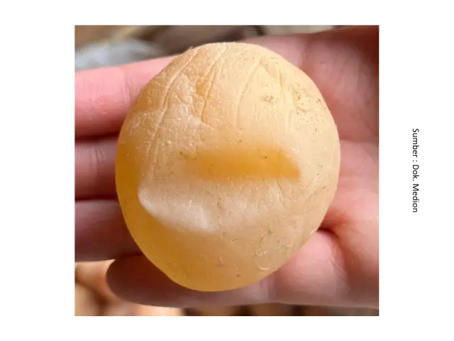 Suplementasi untuk Permasalahan Produksi Telur 7 SUP7