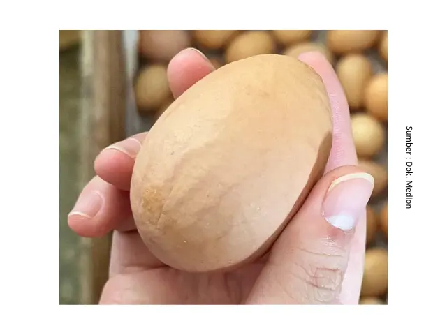 Suplementasi untuk Permasalahan Produksi Telur 8 SUP8
