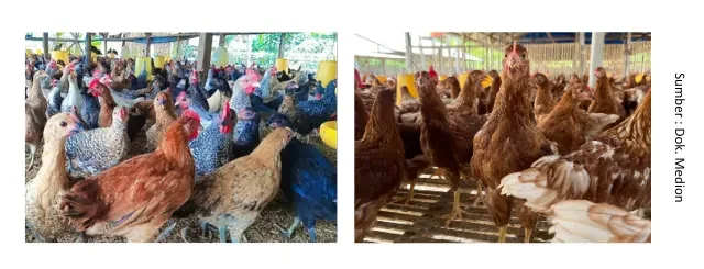 Prolapsus Setelah Pergantian Pakan Pada Ayam Kampung 1 vluh1q8lbzug0elpsxod e1746148134394