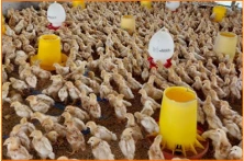 Dampak Heat Stress terhadap Produksi Telur 2 Mengatur kepadatan ayam agar ayam lebih nyaman
