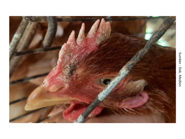 Penyakit Kurap atau Favus pada Ayam 1 SUP 1
