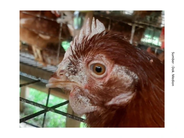 Penyakit Kurap atau Favus pada Ayam 4 SUP4