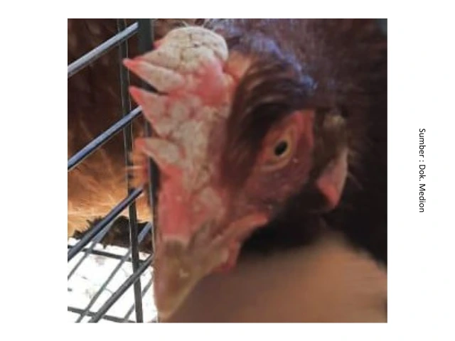 Penyakit Kurap atau Favus pada Ayam 5 SUP5