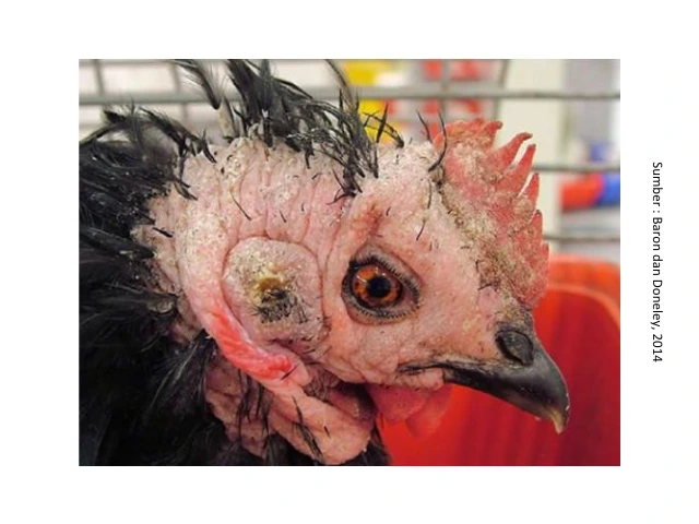 Penyakit Kurap atau Favus pada Ayam 6 SUP6