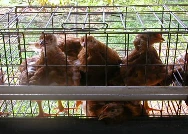 Dampak Heat Stress terhadap Produksi Telur 1 ayam menunjukkan gejala panting pada kondisi heat stress
