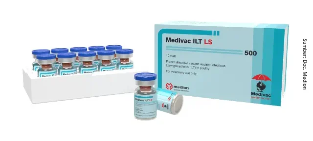 Tantangan Infectious Laryngotracheitis 10 AU10 1 e1751359253298