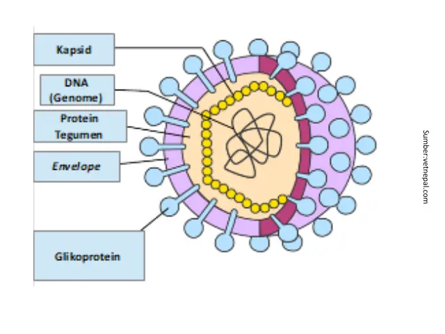 Tantangan Infectious Laryngotracheitis 3 AU3