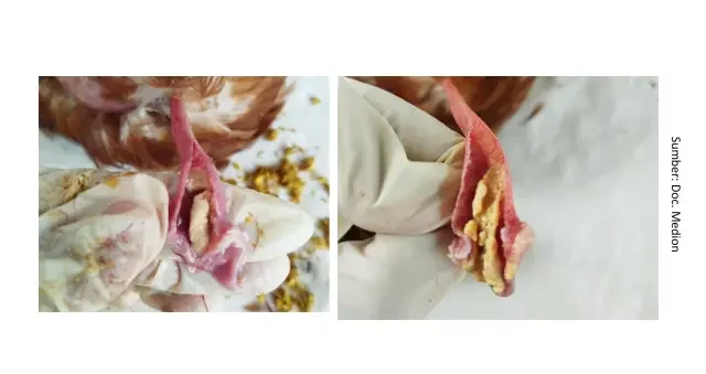 Tantangan Infectious Laryngotracheitis 7 AU7 e1751359076370