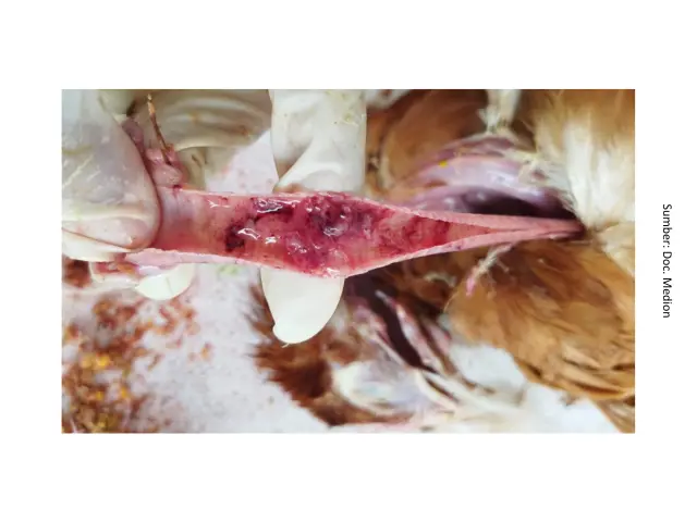 Tantangan Infectious Laryngotracheitis 8 AU8
