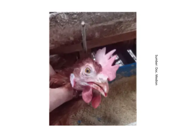 Tantangan Infectious Laryngotracheitis 9 AU9