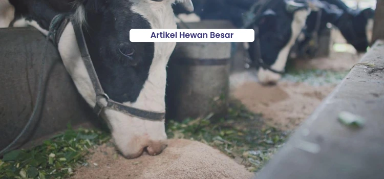Maksimalkan Produksi Susu Sapi Perah 1 Artikel Hewan Besar