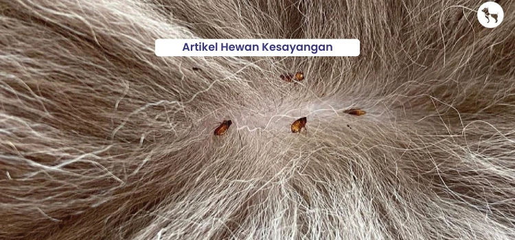 Info Medion 11 obat kutu yang aman untuk kucing dan anjing