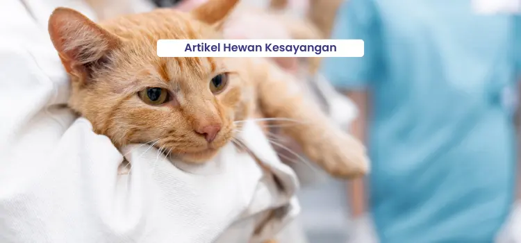 Info Medion 16 cara mengobati kucing flu/pilek