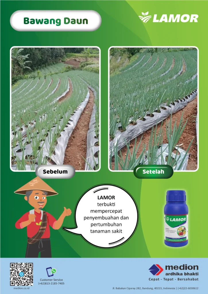 Lebih Hijau dan Sehat dengan LAMOR 3 Lamor membantu bawang daun