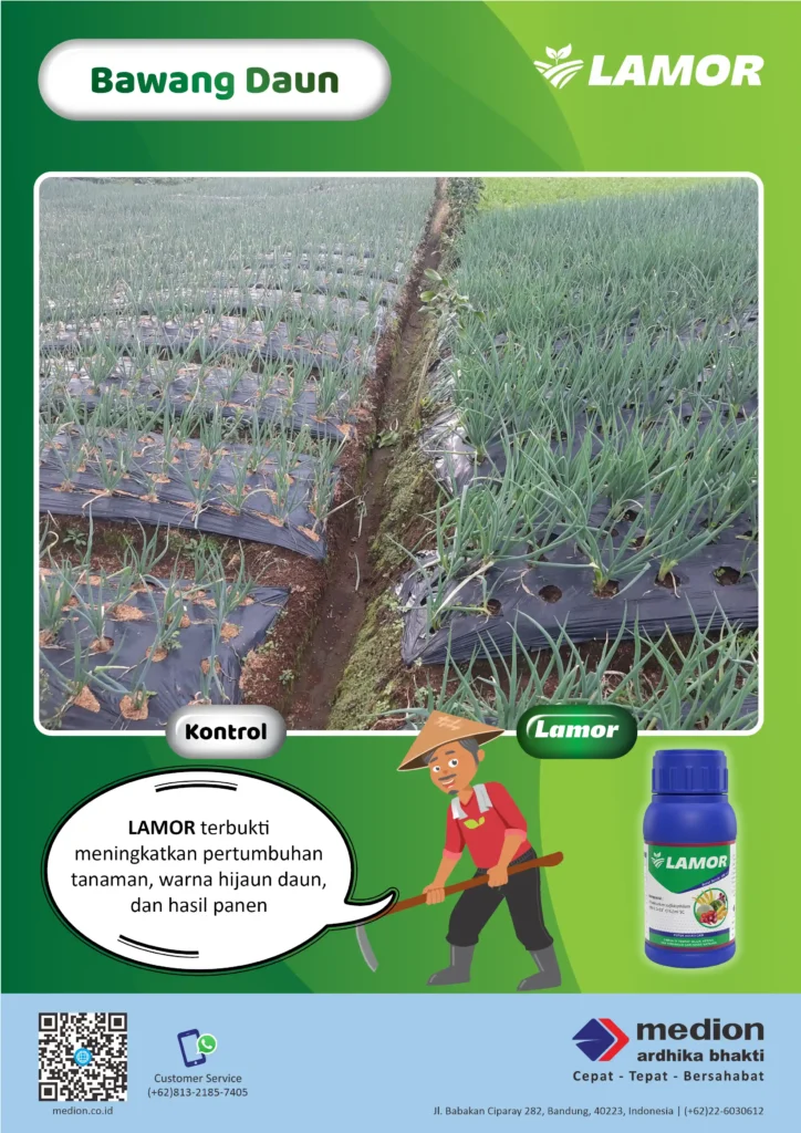 Lebih Hijau dan Sehat dengan LAMOR 4 manfaat Lamor membantu bawang daun