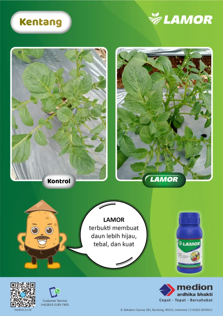 Lebih Hijau dan Sehat dengan LAMOR 5 manfaat lamor untuk kentang