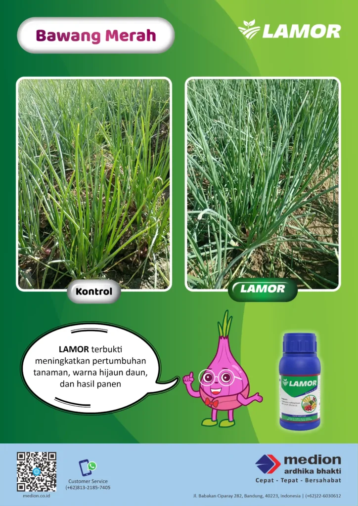Lebih Hijau dan Sehat dengan LAMOR 6 manfaat lamor untuk bawang merah