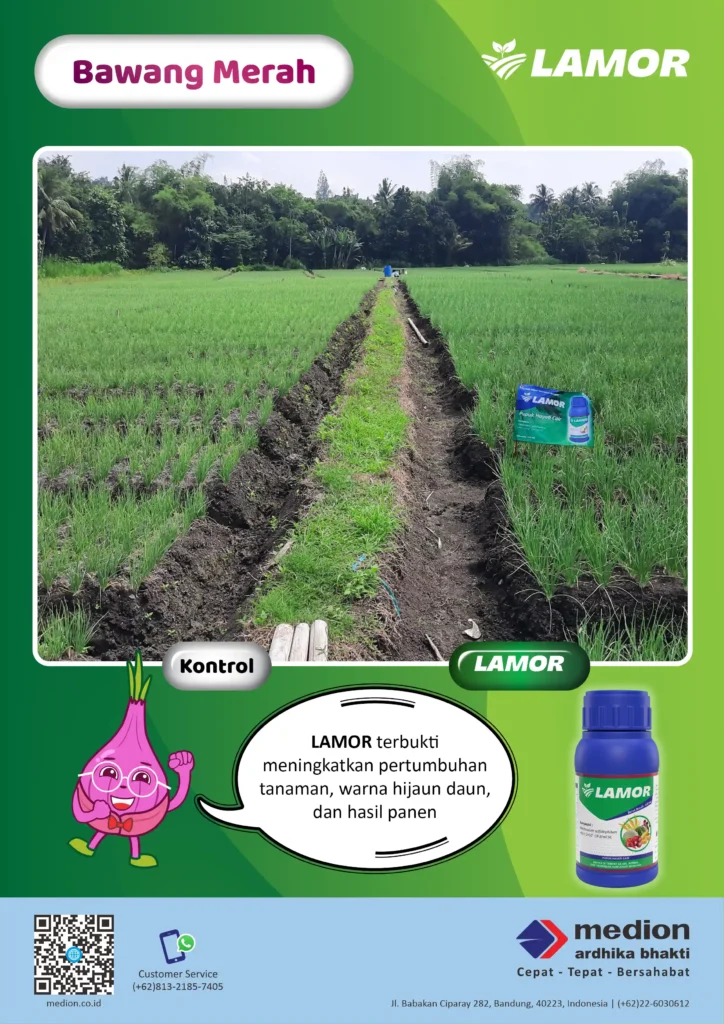 Lebih Hijau dan Sehat dengan LAMOR 7 manfaat lamor untuk tanaman bawang merah