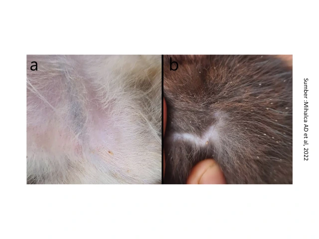Obat Kutu yang Aman untuk Kucing dan Anjing 5 infestasi kutu pada kucing