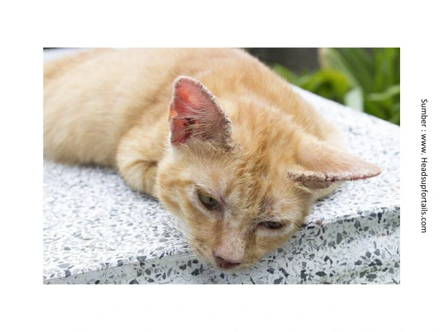 Obat Kutu yang Aman untuk Kucing dan Anjing 7 penyakit scabies pada teling kucing akibat infestasi tungau