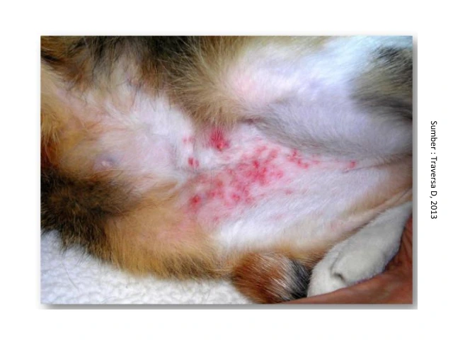 Obat Kutu yang Aman untuk Kucing dan Anjing 8 Flea allergy dermatitis akibat infestasi pinjal