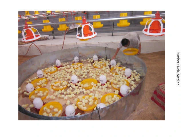 Saluran Cerna Sehat, Produktivitas Tetap Terjaga 1 pemeliharaan doc pada masa brooding