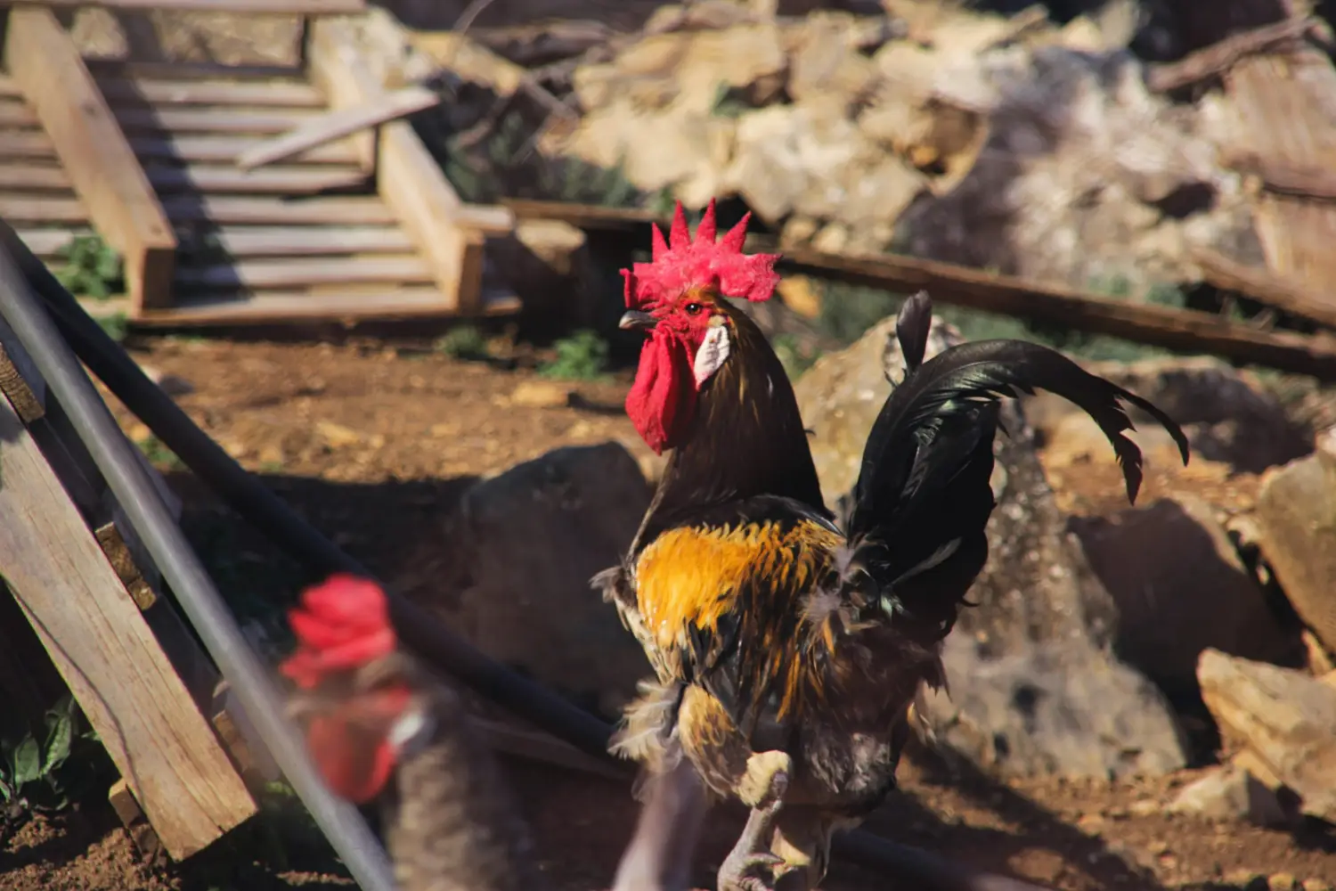 Article information stud chickens from Medion